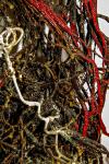 Detail-Racine-Pigments-phosphorescents-resine
