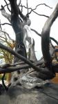 Arbre à l'envers detail 2017